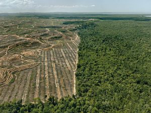 1. Clearcut #1 Palm Oil Plantation Borneo Malaysia 2016_WEB(1)