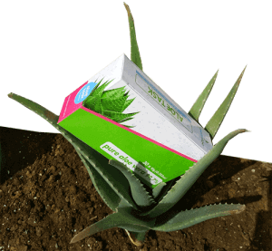 aloe-task-box-and-plant-1-300x277