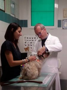 FOTO VISITA VETERINARIO 2